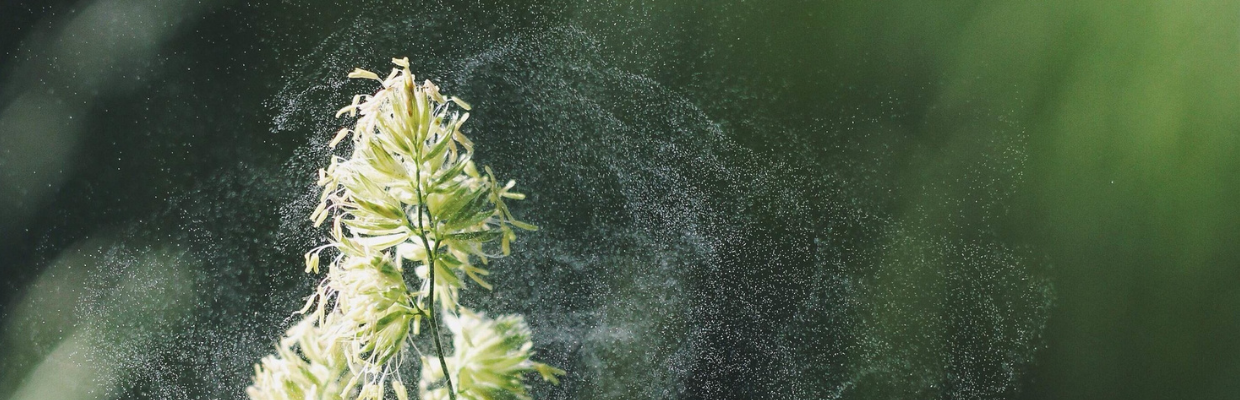 Util: Cum sa previi si sa tratezi alergiile sezoniere cu produse naturale