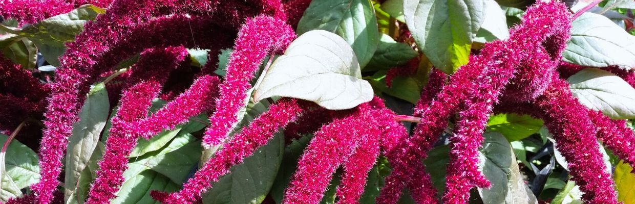 Amaranth: un superaliment cu multiple beneficii pentru sanatate