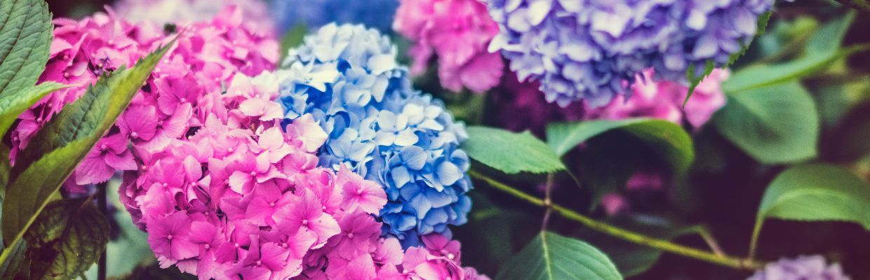 Florile de liliac: Cum te pot ajuta in tratarea diferitelor afectiuni, reguli de folosire