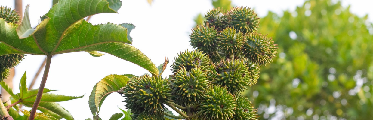 Arborele Manchineel, cel mai otravitor copac de pe planeta: Cum arata si de ce trebuie evitat