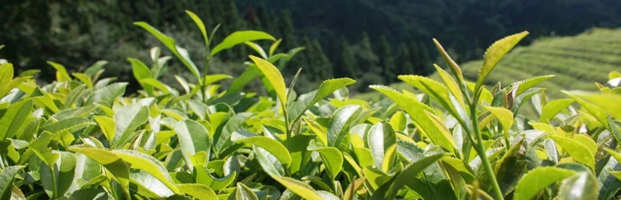 Ceaiul Matcha: Cum se prepara, beneficii, contraindicatii de consum