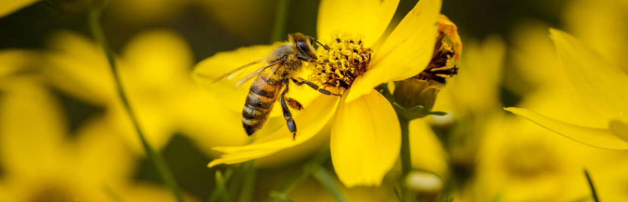 Springfarma se alătură WWF România într-o campanie vitală pentru sănătatea planetei