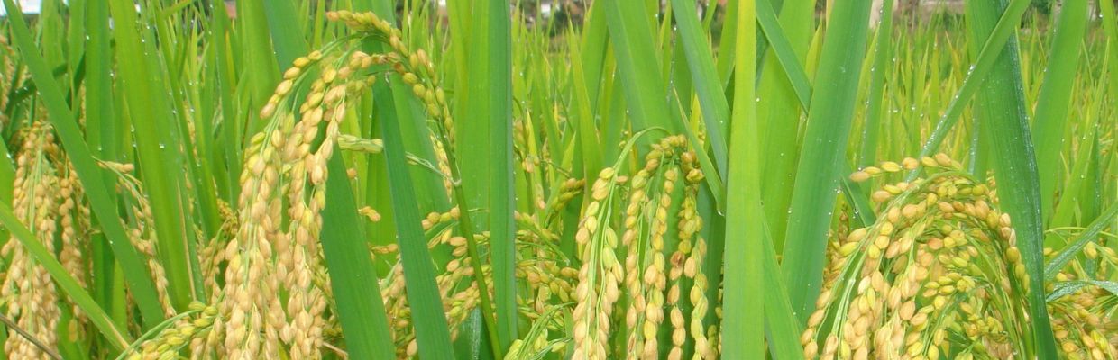Meiul: Cum recunosti planta, beneficii ale consumului de mei