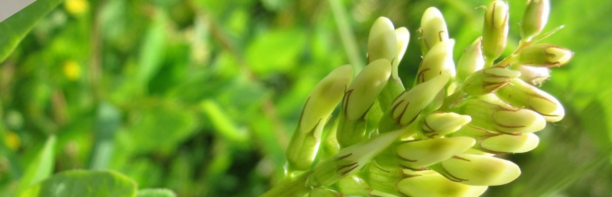 Astragalus: O planta folosita de mii de ani in medicina ayurvedica. Descopera beneficiile