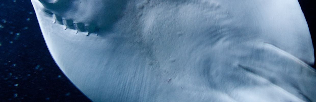 Calcan: Cum recunosti acest peste, reguli de consum, beneficii pentru organism