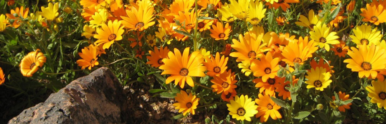 Calendula: Cum recunosti planta, proprietati terapeutice pentru pielea si tenul tau