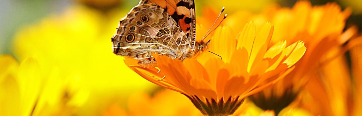 Calendula: Planta cu efecte calmante si regeneratoare pentru piele
