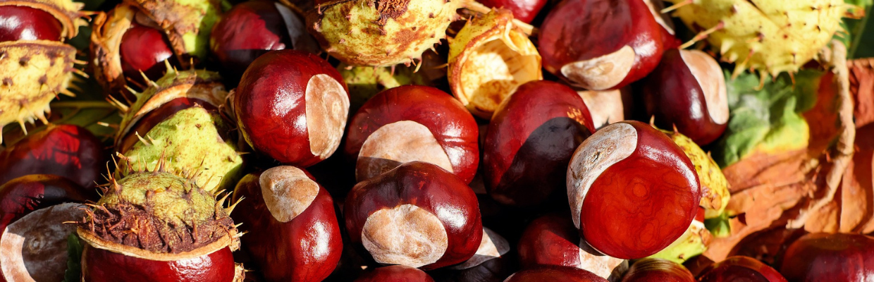 Castanul salbatic: Beneficii pentru organism, contraindicatii