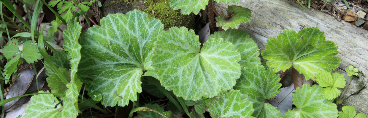 Gotu Kola sau Centella Asiatica: O planta ayurvedica cu multiple beneficii pentru sanatate