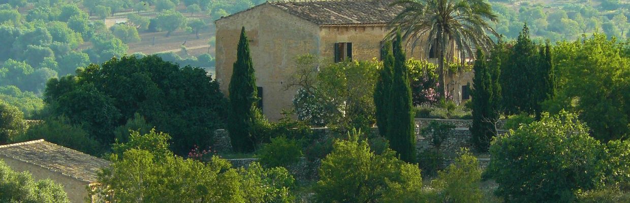 Chiparosul: Cum recunosti acest arbore, ce proprietati are pentru organism