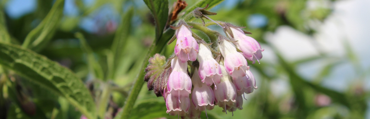 Ciumarea: o planta cu efecte diuretice si hepatoprotectoare. Cum o recunosti
