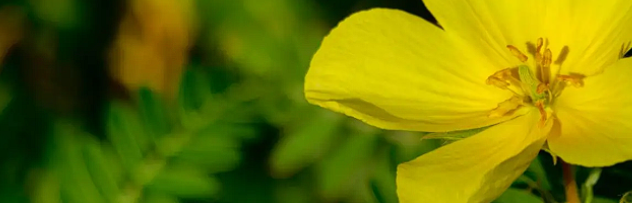 Coltii babei sau Tribulus Terrestris: beneficii, proprietati, utilizari medicale
