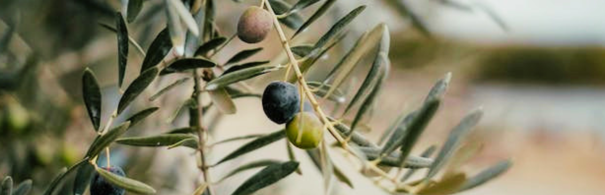 Extract din frunze de măslin: Proprietăți antioxidante și beneficii pentru sănătate
