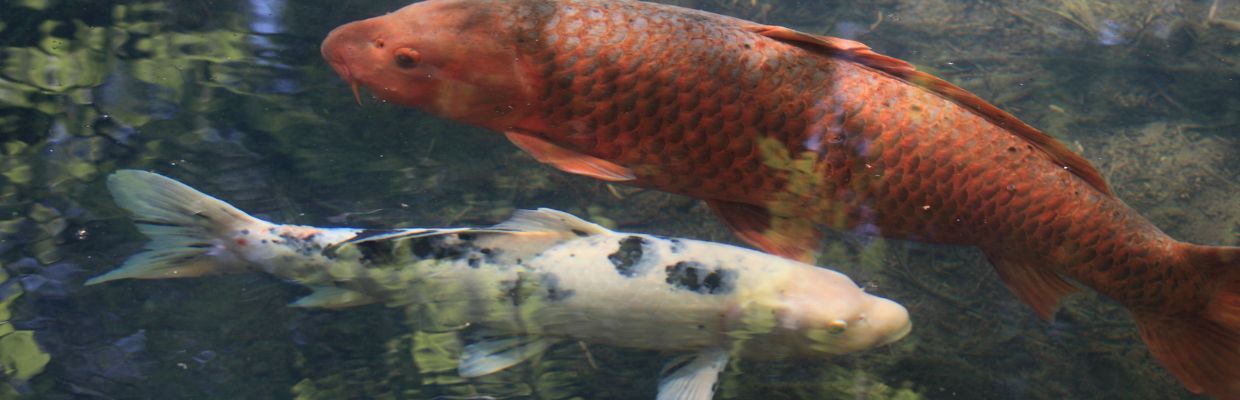 Crapul: Cum recunosti aceasta specie de peste, reguli de consum, beneficii pentru organism