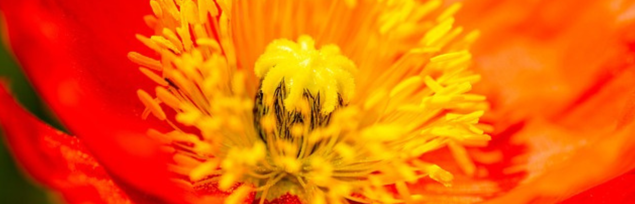 Tropaeolum majus: O floare cu proprietati antiinflamatorii si calmante pentru ten