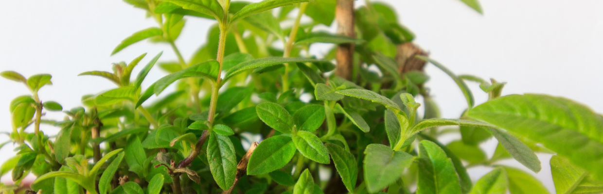 Aloysia citrodora: Cum recunosti planta, beneficii pentru organism, reguli de folosire