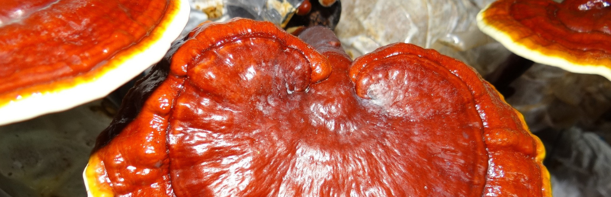 Ce sunt ciupercile reishi si cum se pot consuma?