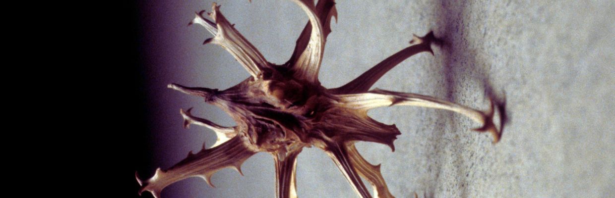 Gheara diavolului: o planta medicinala care lupta cu durerile articulare si inflamatiile musculare