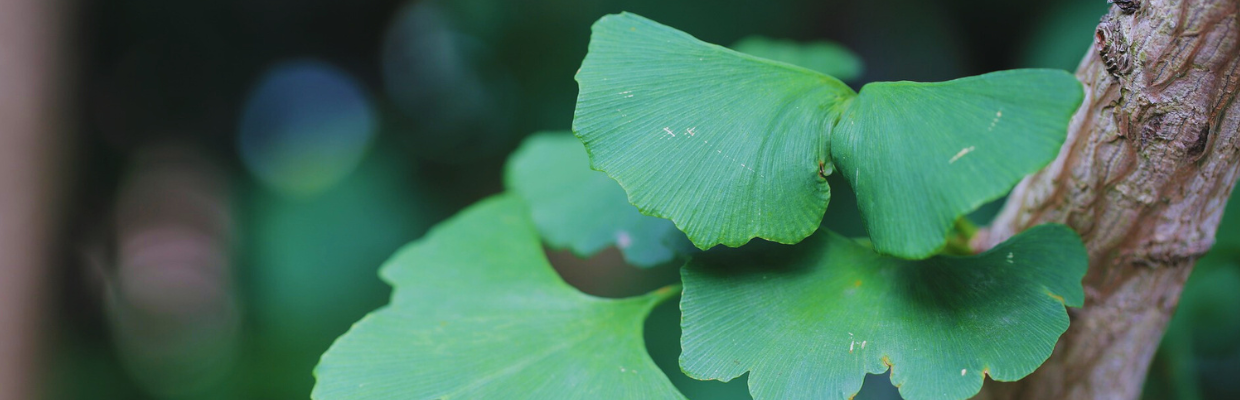 Cornul japonez sau Ginkgo Biloba: Cum recunosti planta, beneficii oferite, reguli de consum