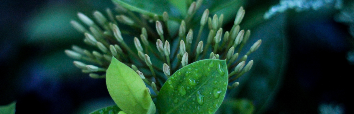 Grifonia: Cum recunosti planta, beneficii pentru metabolism, contraindicatii