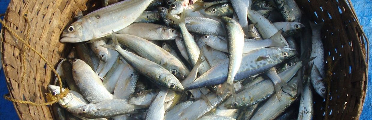 Heringul: Beneficiile consumului acestui peste, reguli de preparare