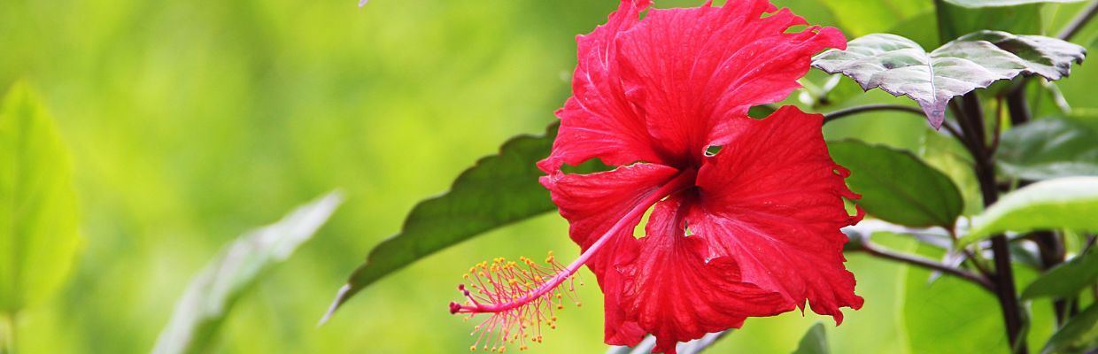 Hibiscusul: Cum te poate ajuta aceasta planta in reglarea tensiunii arteriale