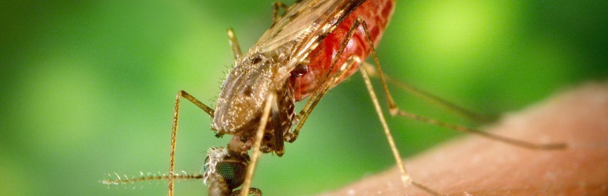 Intepaturile de insecte: Cum le putem preveni, boli cu potential letal ascunse de unele specii de insecte