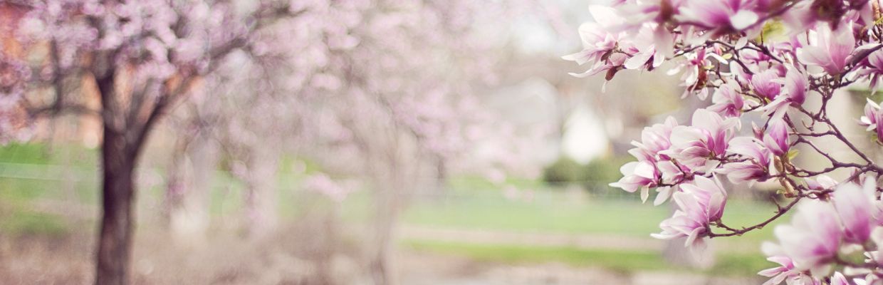 Magnolia: Cum recunosti florile, beneficii pentru organism, moduri de folosire
