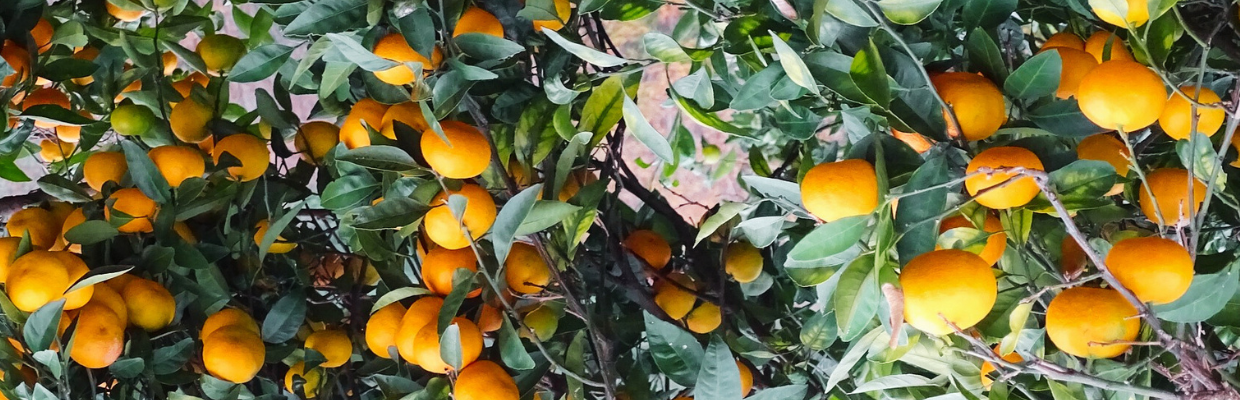 Mandarinele: Beneficii oferite pentru organism, cum sa le folosim corect