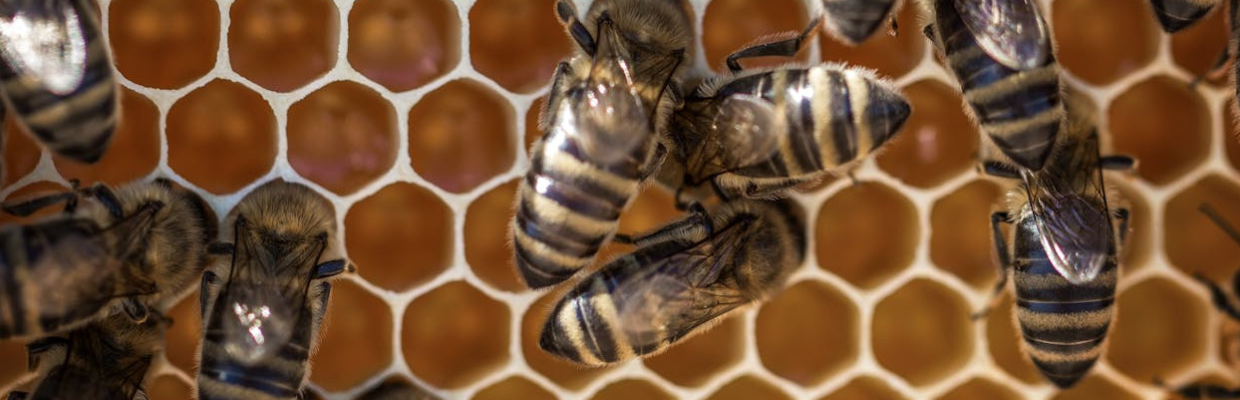 Tinctura de propolis: beneficii, mod de utilizare si sfaturi 