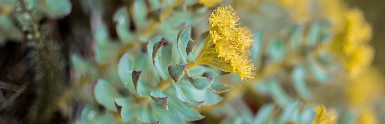 Rhodiola: Cum recunosti planta, beneficii pentru organism, contraindicatii de folosire