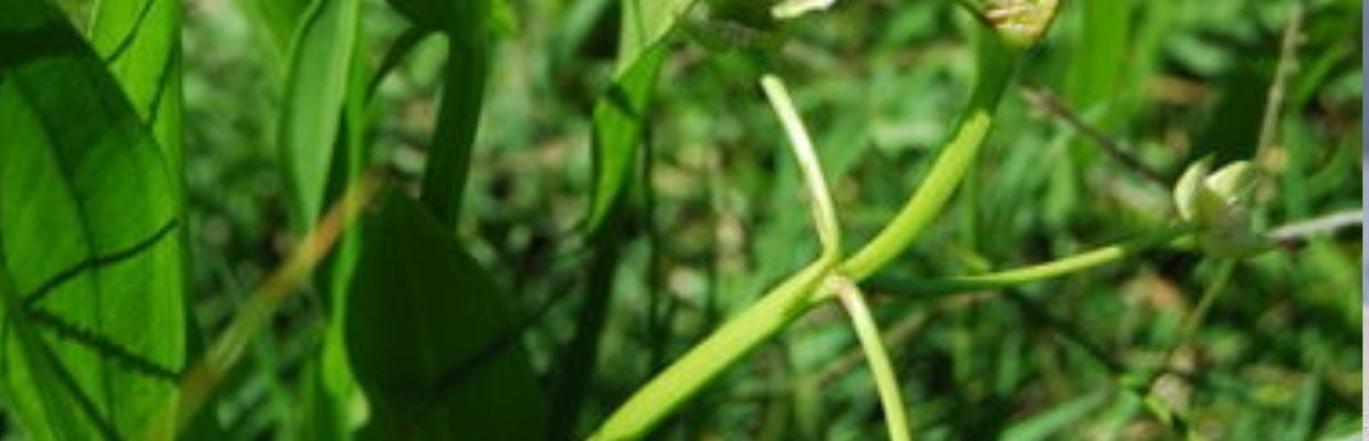 Sagittaria: Planta medicinala pentru ameliorarea inflamatiilor si durerilor articulare