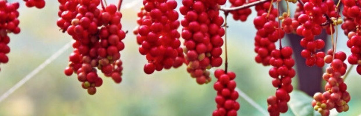 Schisandra chinensis: Cum recunosti planta, beneficii pentru organism, reguli de consum