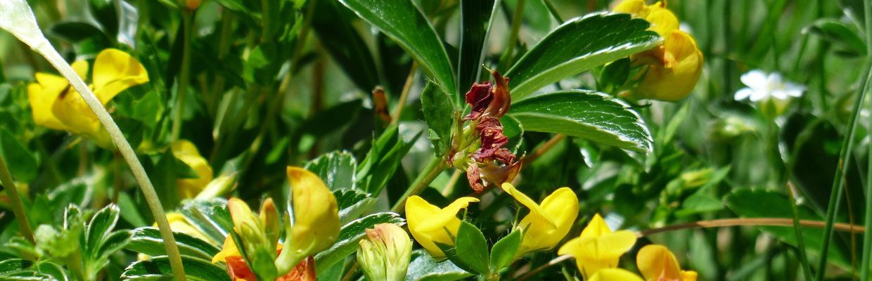 Schinduf: Planta care ajuta la controlul nivelului de zahar in sange
