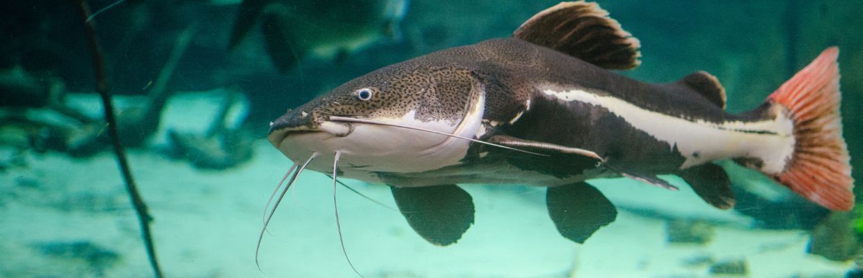 Somnul: Cum recunosti acest peste, cum trebuie consumat, beneficii pentru organism