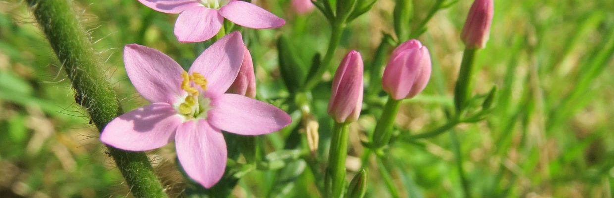 Tintaura: Planta medicinala pentru detoxifiere si stimularea functiei hepatice