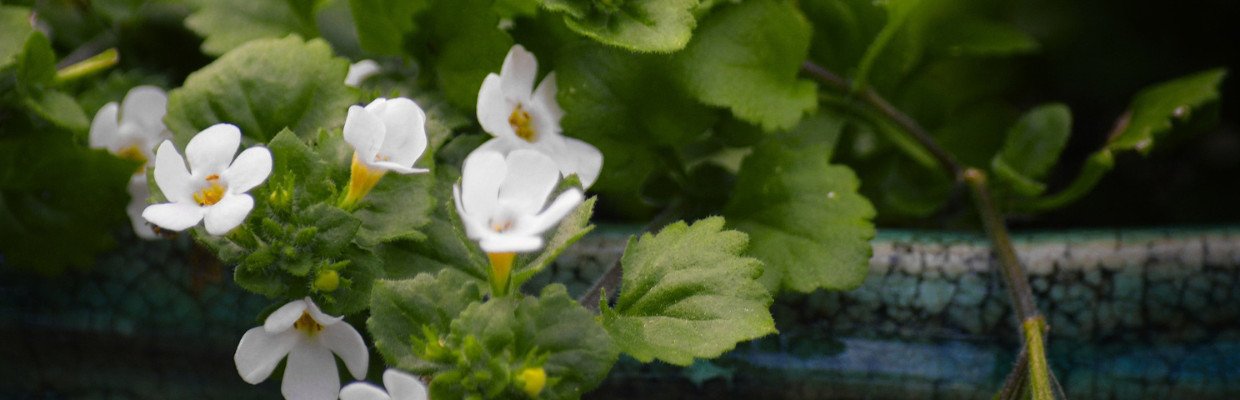 Bacopa Monnieri: o planta cu beneficii asupra memoriei, atentiei si stresului