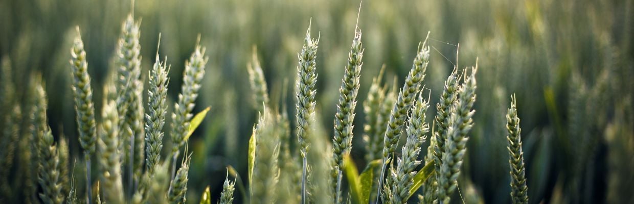 Graul Spelta: Cum il recunosti, beneficii pentru sanatate, cum se poate folosi