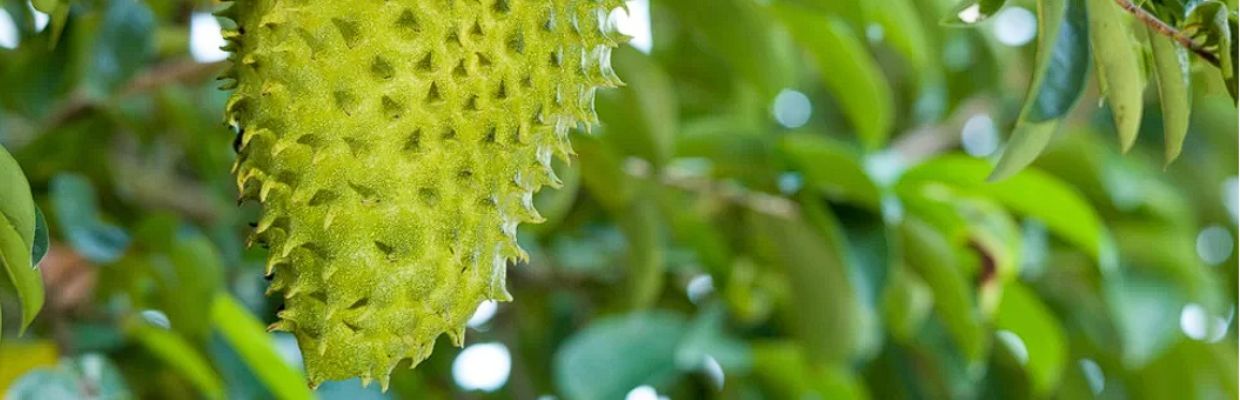 Graviola: Un fruct cu beneficii uimitoare pentru organism