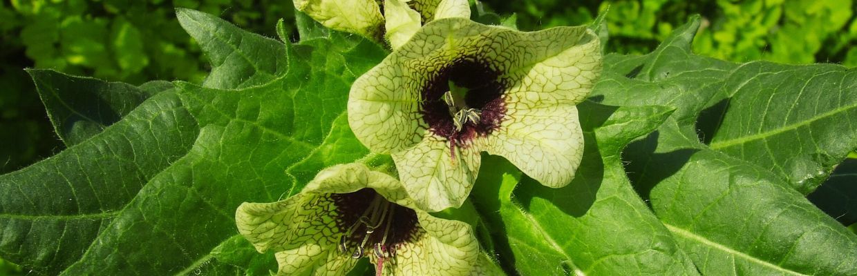 Maselarita: O planta otravitoare cu beneficii pentru organism. La ce trebuie sa fim atenti