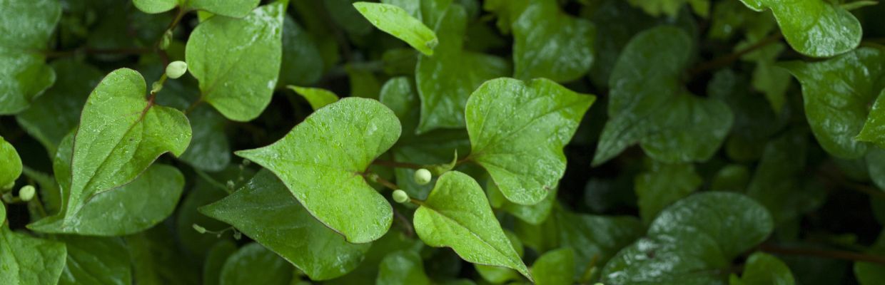 Nasturelul de balta: O planta medicinala bogata in fier si calciu