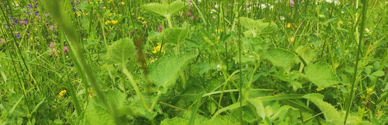 Patlagina: Cum recunosti planta, cum se foloseste, beneficii organism