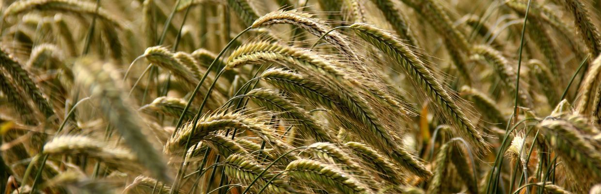 Nutritie: Care sunt beneficiile pentru organism ale consumului de secara