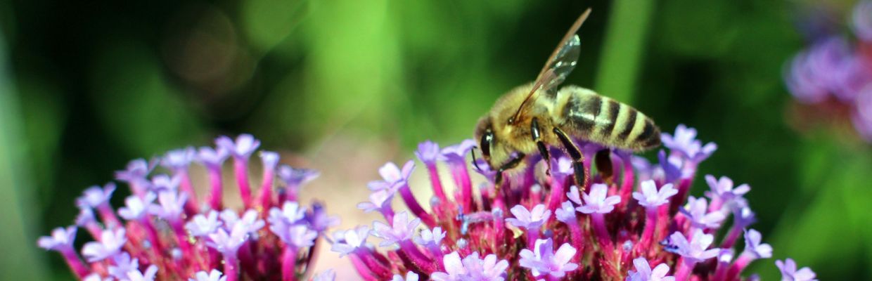 Verbina: Proprietati, beneficii pentru organism, contraindicatii
