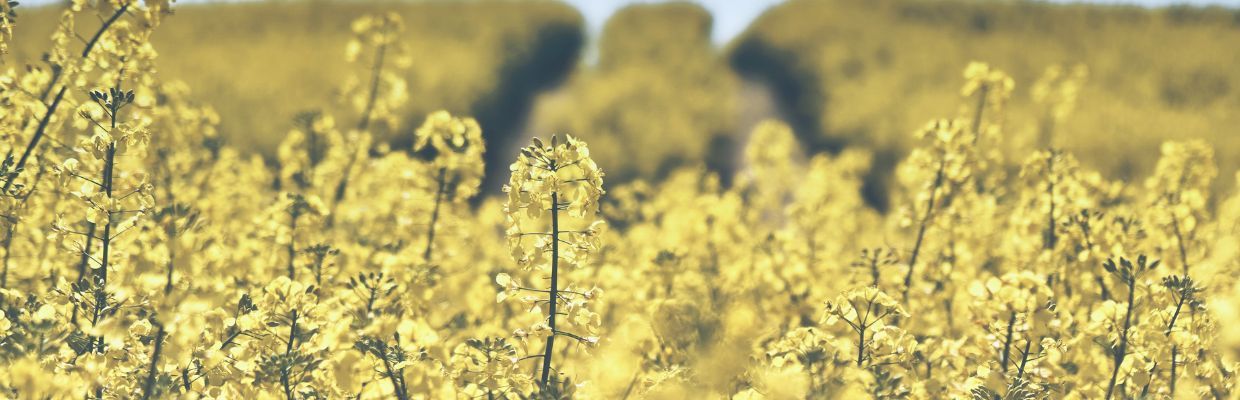 Alergia la polen: Cum o recunosti, riscuri pentru sanatate, tratamente si preventie