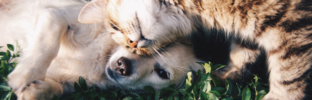 Alergia la animale: cauze, simptome si metode de tratament