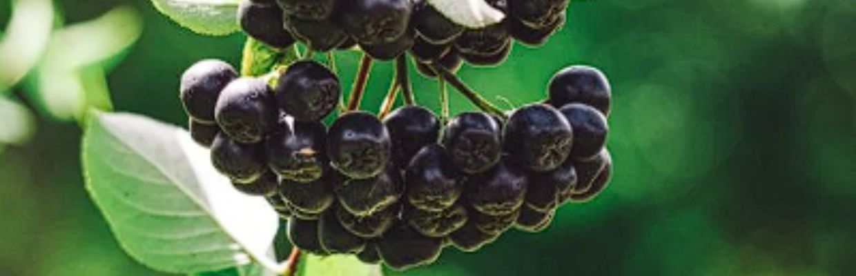 Aronia: beneficii, proprietati, contraindicatii