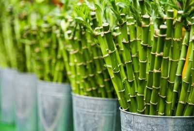 Nutritie: Cum ajuta organismul consumul de lastari de bambus
