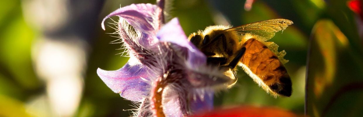 Limba Mielului: Cum recunosti aceasta floare, beneficii si proprietati