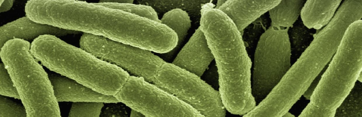 Escherichia coli: Ce este, ce simptome sunt asociate cu aceasta, preventie